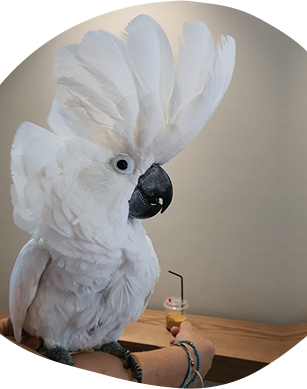 Why Mobile Bird Grooming Is A Convenient Choice