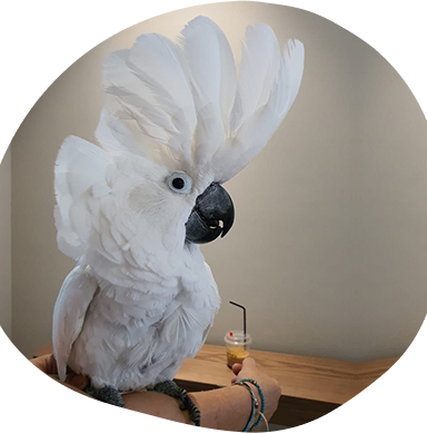 Why Mobile Bird Grooming Is A Convenient Choice